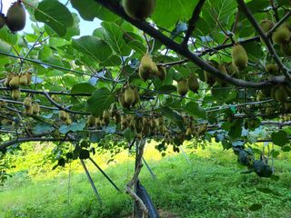 노고단님의 기타작물 · 영농일지 작성글 사진