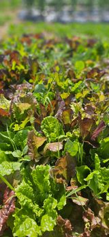 팜모닝 자유주제·사진전 게시글 이미지