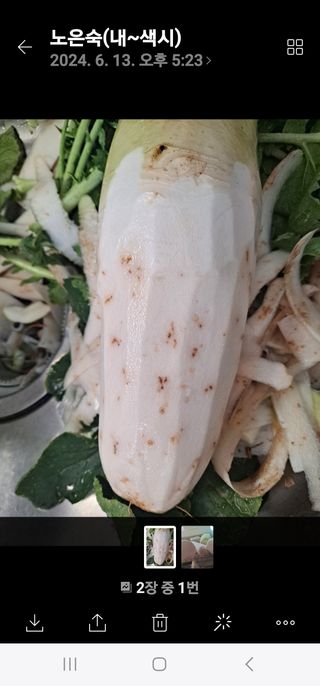 노성길님의 기타작물 · 병해충상담 작성글 사진