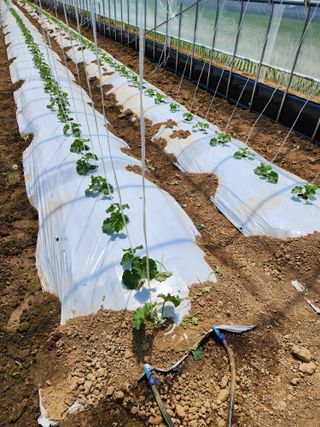 김저팔계님의 기타작물 · 영농일지 작성글 사진