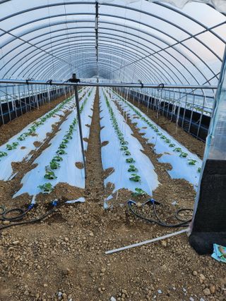 김저팔계님의 기타작물 · 영농일지 작성글 사진