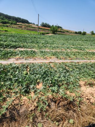 김저팔계님의 기타작물 · 영농일지 작성글 사진