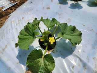 김저팔계님의 기타작물 · 영농일지 작성글 사진