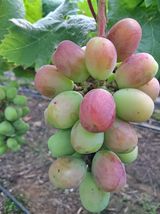 팜모닝 포도·자유게시판 게시글 이미지