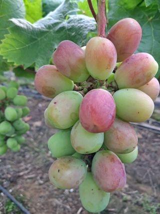 포도님의 포도 · 자유게시판 작성글 사진