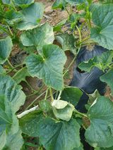 팜모닝 농사, 무엇이든 물어보세요!·참여글 게시글 이미지