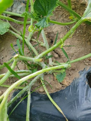 큰골왕자님의 농사, 무엇이든 물어보세요! · 참여글 작성글 사진