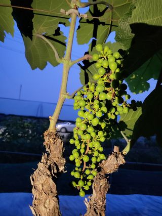 정귀원님의 포도 · 영농일지 작성글 사진