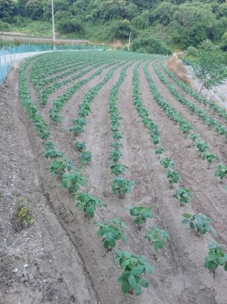자연인님의 콩 · 영농일지 작성글 사진