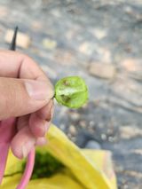 팜모닝 포도·병해충상담 게시글 이미지