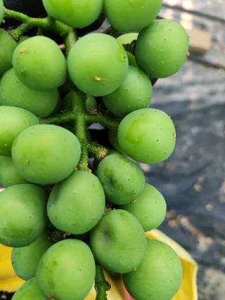 천사파란님의 포도 · 병해충상담 작성글 사진