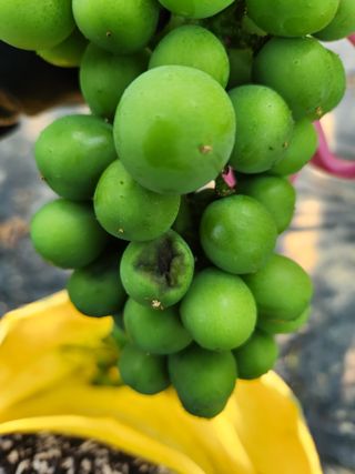 천사파란님의 포도 · 병해충상담 작성글 사진