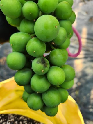 천사파란님의 포도 · 병해충상담 작성글 사진