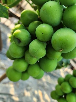 천사파란님의 포도 · 병해충상담 작성글 사진