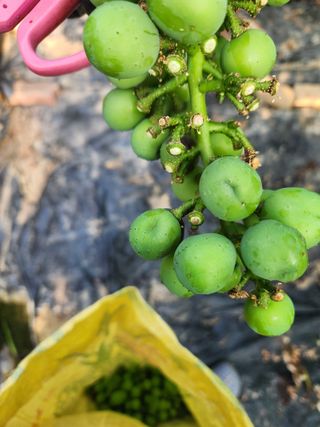 천사파란님의 포도 · 병해충상담 작성글 사진