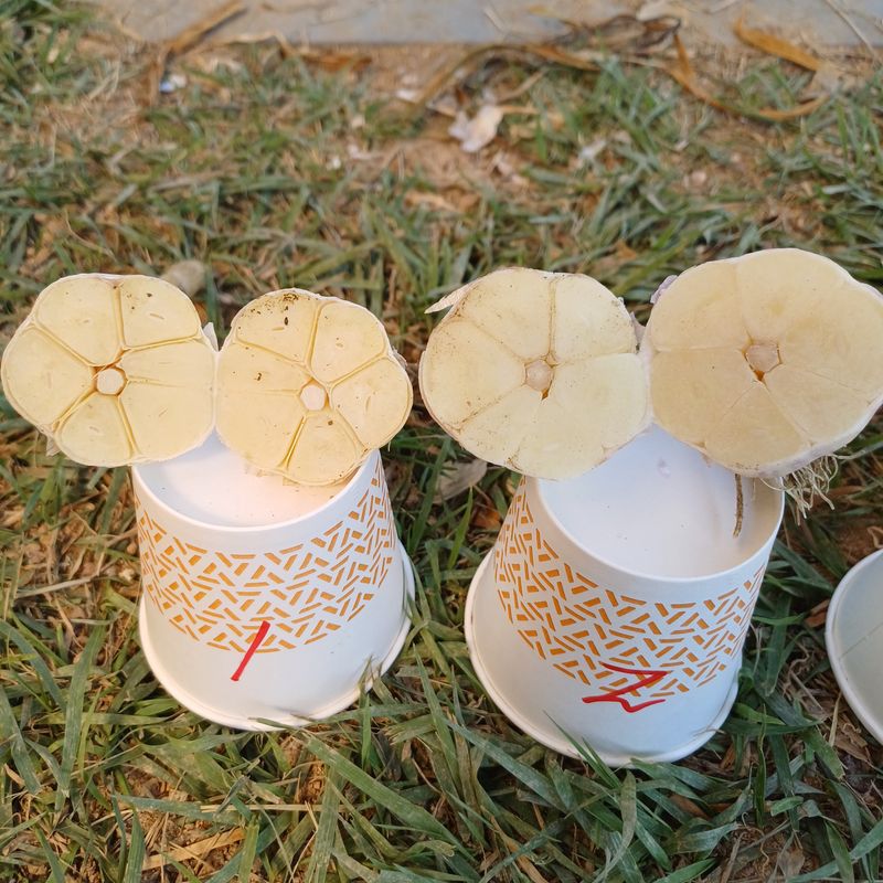 삼성농산님의 장터 판매 상품 [(마감)홍산통마늘로심은 종자용2접가량 택포6만원] 첨부 사진