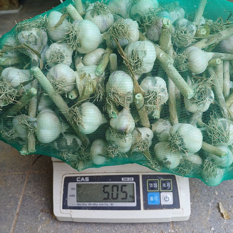삼성농산님의 장터 판매 상품 [(마감)홍산통마늘로심은 종자용2접가량 택포6만원] 첨부 사진