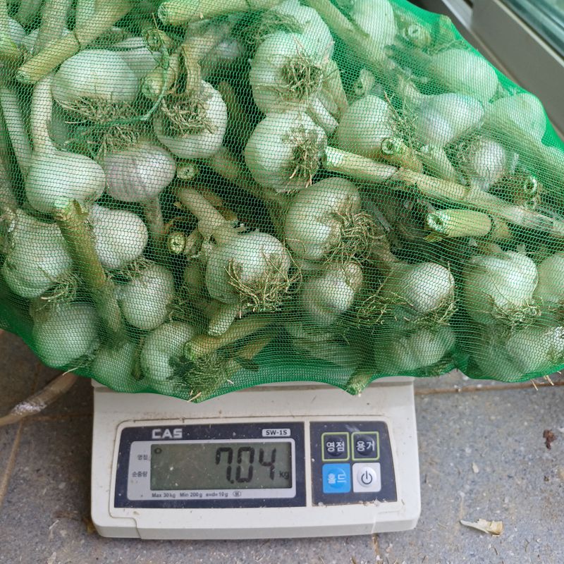 삼성농산님의 장터 판매 상품 [(마감)홍산통마늘로심은 종자용2접가량 택포6만원] 첨부 사진