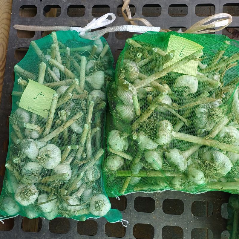 삼성농산님의 장터 판매 상품 [(마감)홍산통마늘로심은 종자용2접가량 택포6만원] 첨부 사진