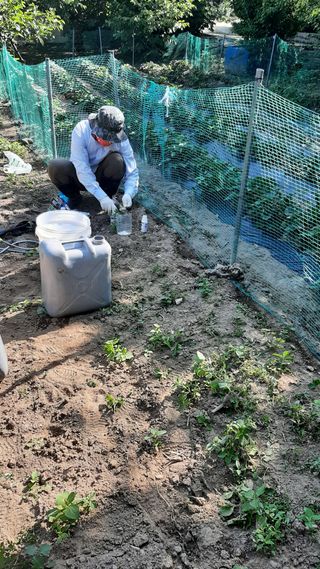 향양농장 사랑합니다님의 감 · 자유게시판 작성글 사진