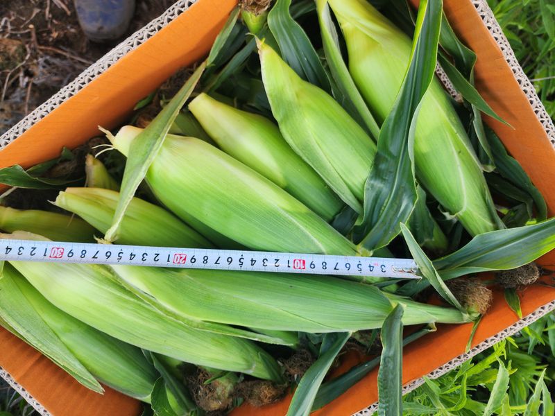 구좌당근님의 장터 판매 상품 [초당옥수수 판매합니다 ] 첨부 사진