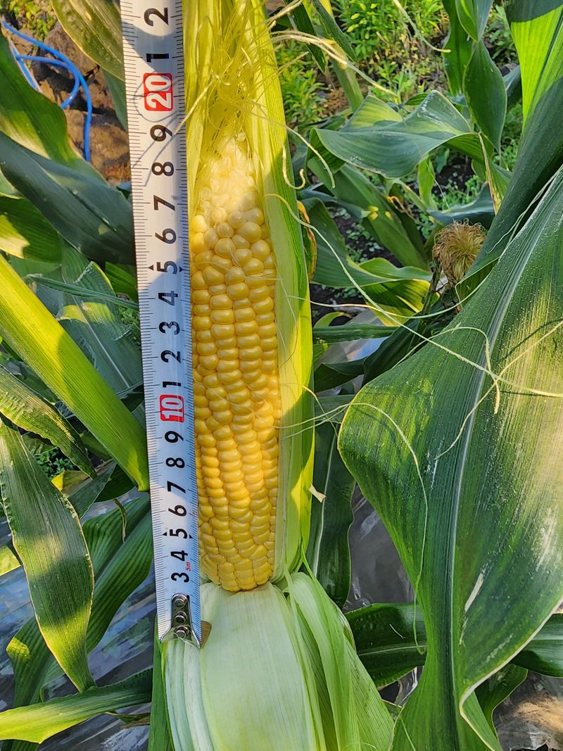 구좌당근님의 장터 판매 상품 [초당옥수수 판매합니다 ] 첨부 사진