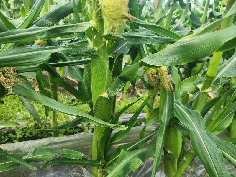 구좌당근님의 장터 판매 상품 [초당옥수수 판매합니다 ] 첨부 사진