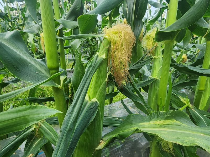 구좌당근님의 장터 판매 상품 [초당옥수수 판매합니다 ] 첨부 사진