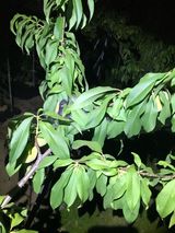 팜모닝 복숭아·병해충상담 게시글 이미지