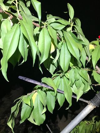 님의 복숭아 · 병해충상담 작성글 사진