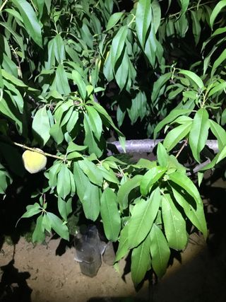 님의 복숭아 · 병해충상담 작성글 사진