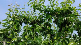 허재우님의 배 · 영농일지 작성글 사진