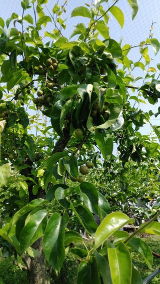 허재우님의 배 · 영농일지 작성글 사진