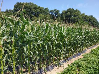 윤수영님의 옥수수 · 영농일지 작성글 사진