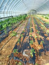 팜모닝 고추·영농일지 게시글 이미지