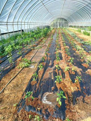 이용길님의 고추 · 영농일지 작성글 사진