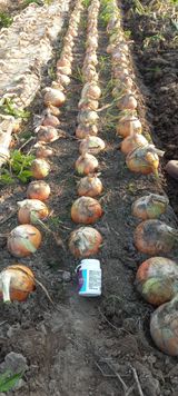 팜모닝 양파·영농일지 게시글 이미지