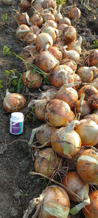 이종한님의 양파 · 영농일지 작성글 사진