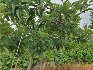 엄기덕님의 사과 · 영농일지 작성글 사진