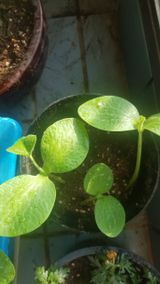 팜모닝 호박·영농일지 게시글 이미지