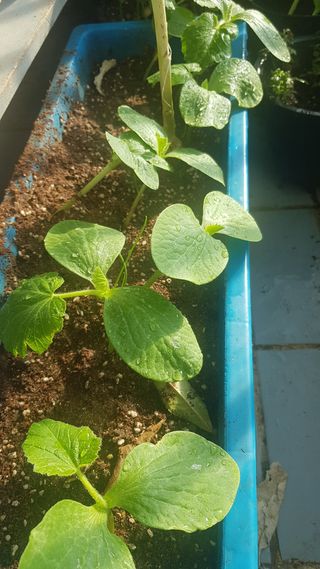 심상화님의 호박 · 영농일지 작성글 사진