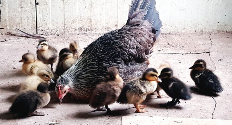 장터 상품 [청둥오리 병아리 분양예약] 썸네일