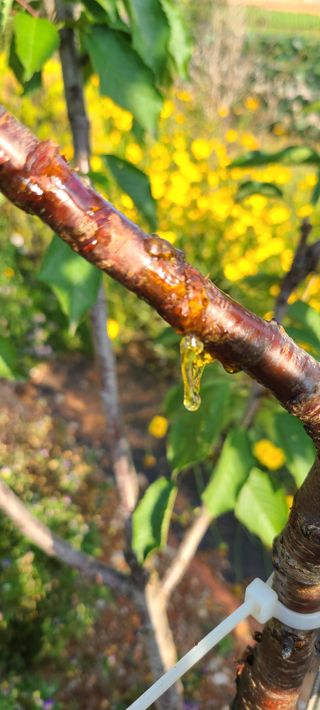 윤양현님의 기타작물 · 병해충상담 작성글 사진