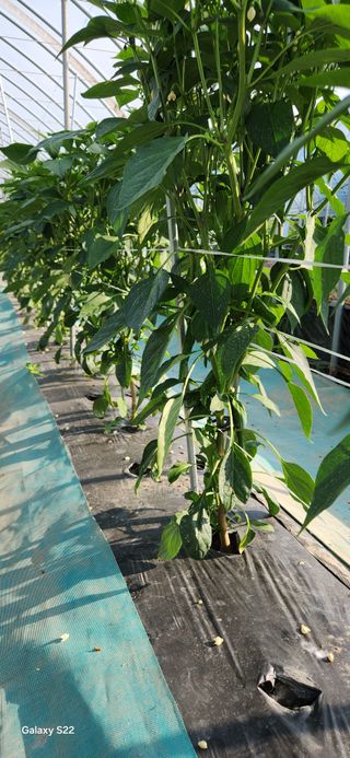 김재일님의 자유주제 · 자유게시판 작성글 사진