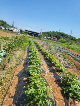 장경화님의 감자 · 영농일지 작성글 사진