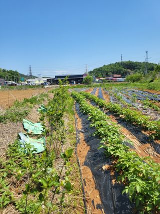 장경화님의 감자 · 영농일지 작성글 사진