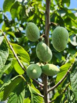 팜모닝 자유주제·자유게시판 게시글 이미지