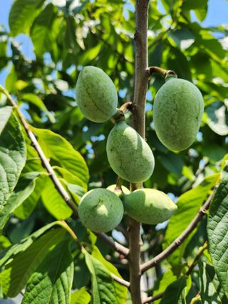 벧엘포포농원님의 자유주제 · 자유게시판 작성글 사진