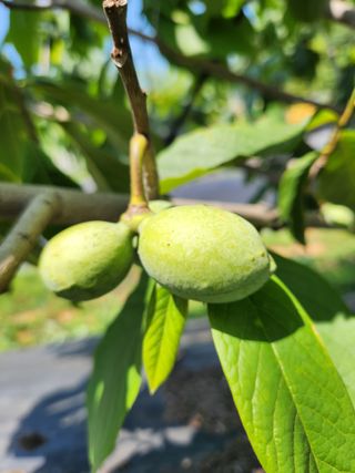 벧엘포포농원님의 자유주제 · 자유게시판 작성글 사진