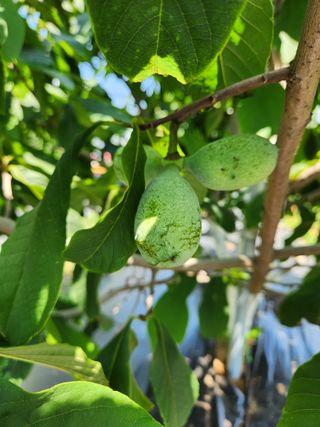 벧엘포포농원님의 자유주제 · 자유게시판 작성글 사진